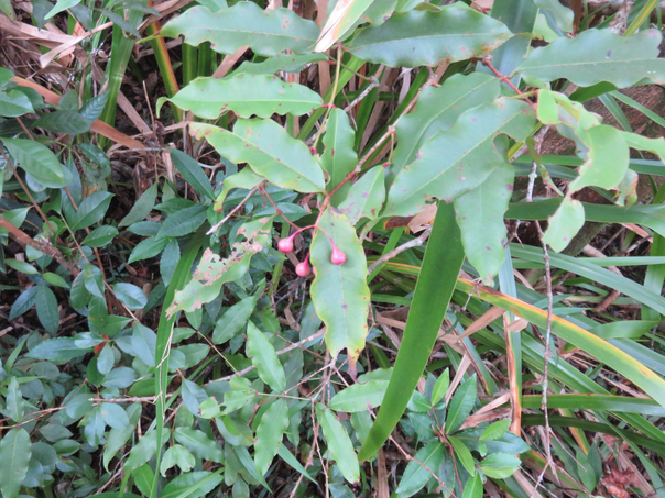 33 Syzygium cymosum - Bois de pomme rouge - Myrtacée - B  Feuilles simples, opposées, entières, avec un pétiole rouge