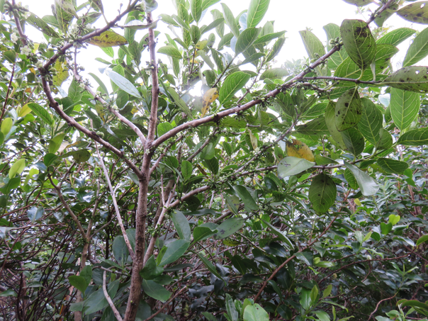 37 Geniostoma borbonicum - Bois de piment ou Bois de rat - Loganiaceae