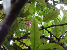 Bois_de_pomme_rouge_Syzygium cymosum