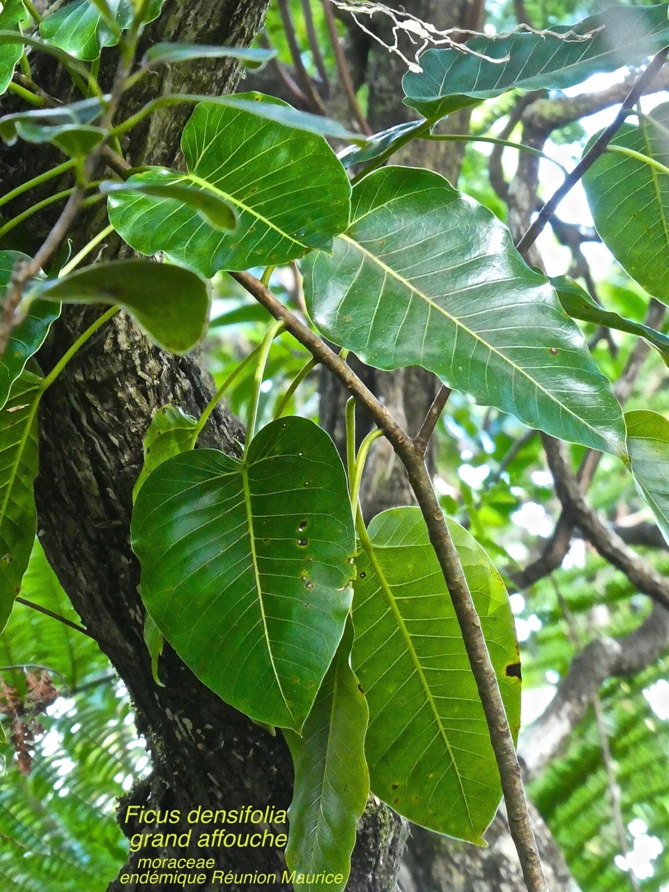 Ficus densifolia . grand affouche P1380657