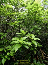 Ficus laterifolia .figuier blanc P1380561