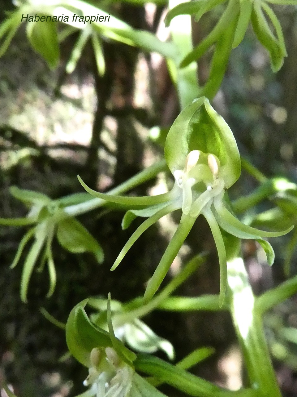 Habenaria frappieri (ex chloroleuca) P1380601
