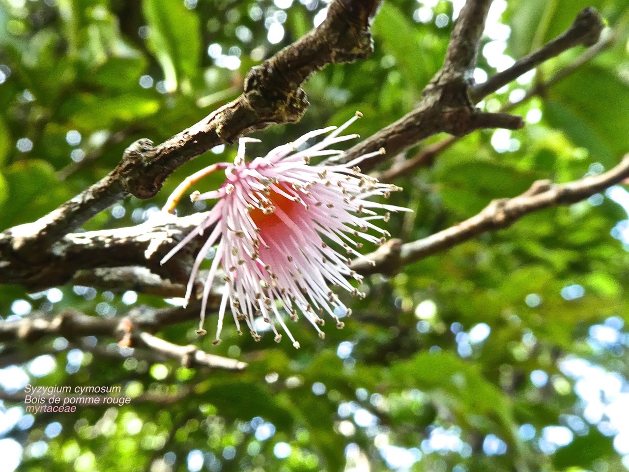 Syzygium cymosum. bois de pomme rouge P1380491