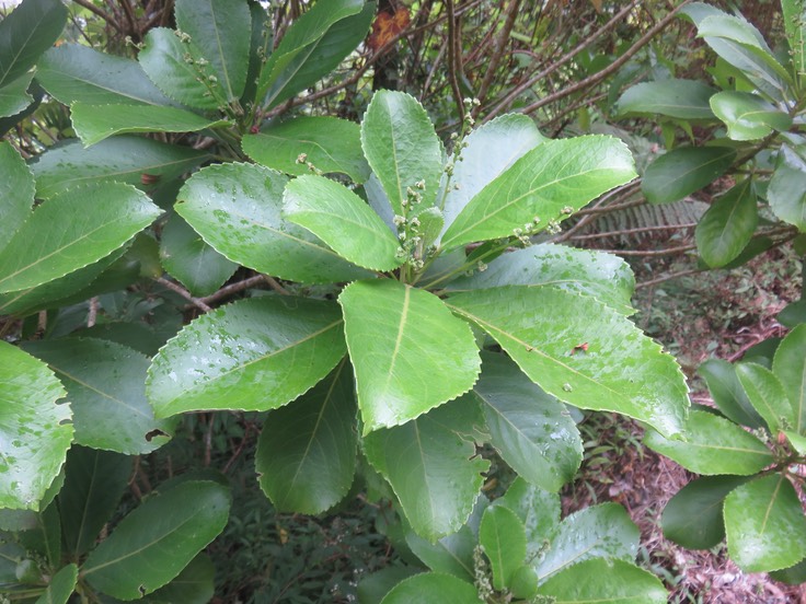 1 Fleurs Claoxylon glandulosum - Grand Bois d'oiseau - Euphorbiacée - B