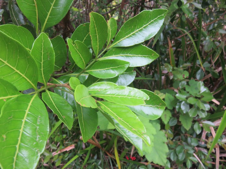 12 Molinaea alternifolia - Tan Georges - SAPINDACEAE - endémique de La Réunion et de Maurice