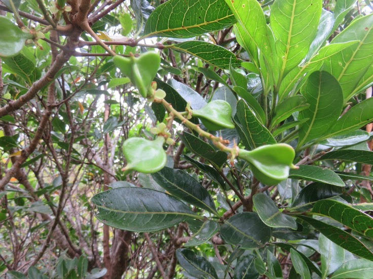 15 Fruits Molinaea alternifolia - Tan Georges - SAPINDACEAE - endémique de La Réunion et de Maurice
