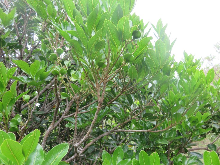 16 Fruits Molinaea alternifolia - Tan Georges - SAPINDACEAE - endémique de La Réunion et de Maurice