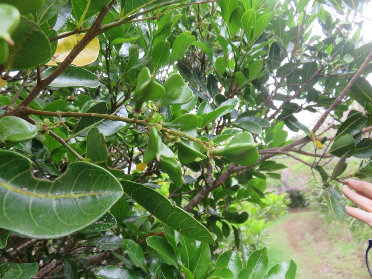 17 Fruits Molinaea alternifolia - Tan Georges - SAPINDACEAE - endémique de La Réunion et de Maurice