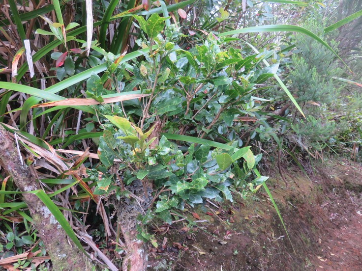 18  Antidesma madagascariense - Bois de cabri (blanc) - Euphorbiaceae -    Madagascar. Comores. La Réuion. Maurice