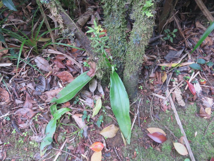 19 ??? Habenaria praealta - Ø - Orchidaceae - Réunion