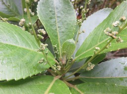 2 1 Fleurs Claoxylon glandulosum - Grand Bois d'oiseau - Euphorbiacée - B