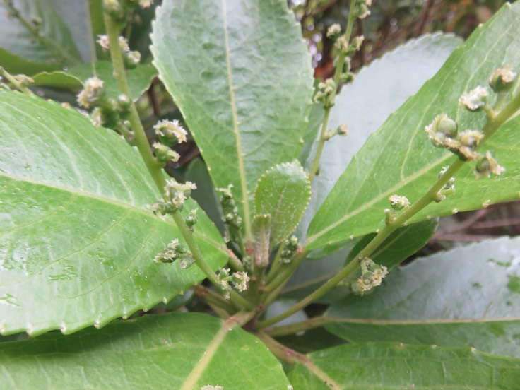 2 1 Fleurs Claoxylon glandulosum - Grand Bois d'oiseau - Euphorbiacée - B