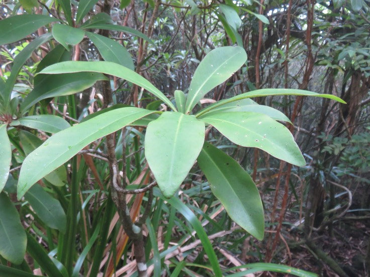20 Badula barthesia  - Bois de savon  - Primulaceae - B