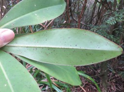 21 Face inférieure du limbe de Badula barthesia  - Bois de savon  - Primulaceae - B
