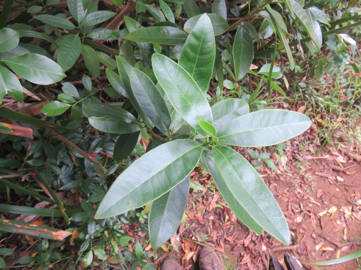 24 Melicope borbonica ou Euodia borbonica - Petit catafaille - Rutacée -