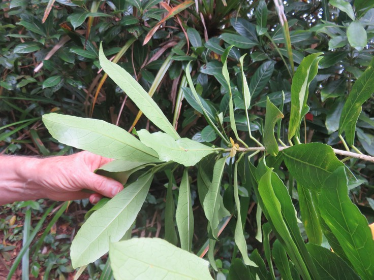 25 Claoxylon parviflorum - Petit Bois d'oiseau- Euphorbiacée - B