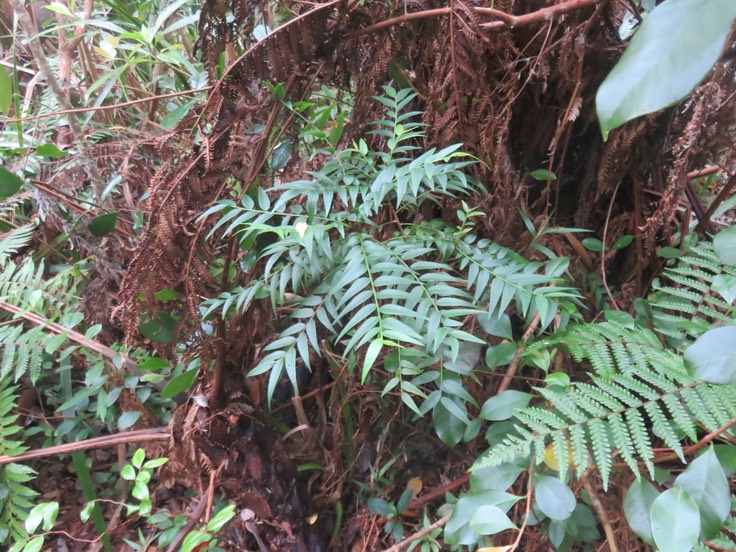 27 Phyllanthus consanguineus -  Bois de jolie fille . Bois de négresse . Faux bois de demoiselle - euphorbiaceae  - Endémique de la Réunion