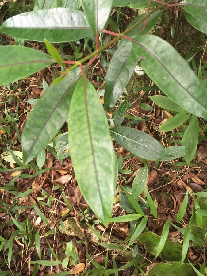 29 ??? Post-juveniel Coptosperma borbonica - Bois de pintade - Rubiaceae - Endémique La Réunion et île Maurice.
