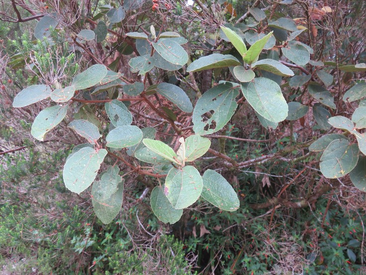 4 Dombeya ficulnea [syn. punctata] -  Mahot à petites feuilles ; Petit mahot  - Malvaceae - endémique de la Réunion