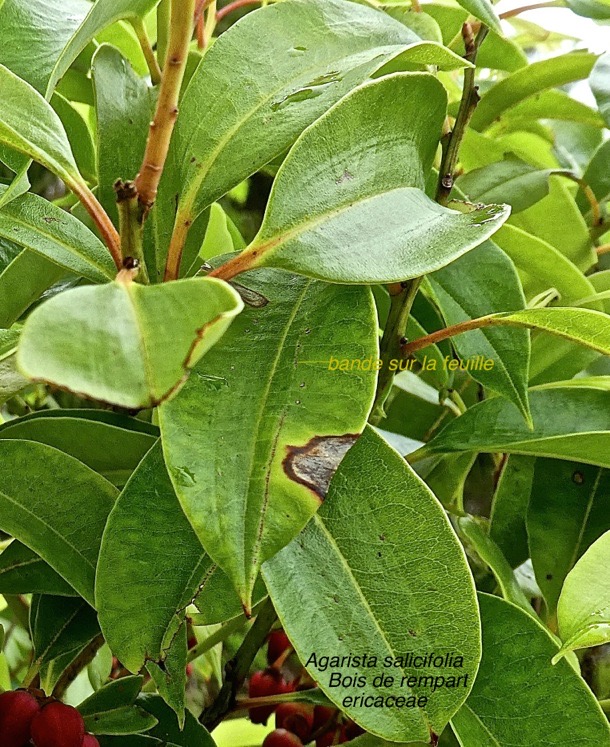 Agarista salicifolia .bois de rempart .ericaceae. indigène Réunion .