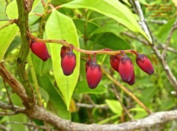 Agarista salicifolia.bois de rempart. ericaceae .indigène Réunion .P1680114