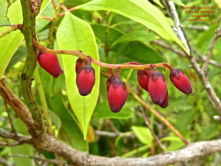 Agarista salicifolia.bois de rempart. ericaceae .indigène Réunion .P1680114