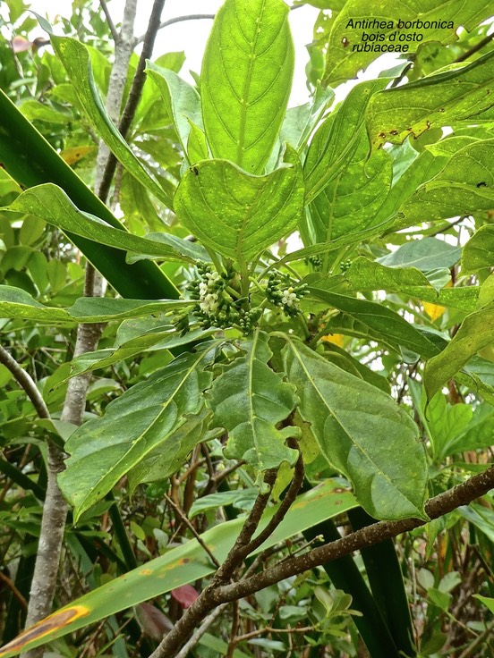 Antirhea borbonica .bois d'osto.rubiaceae. endémique Réunion Maurice.P1680230