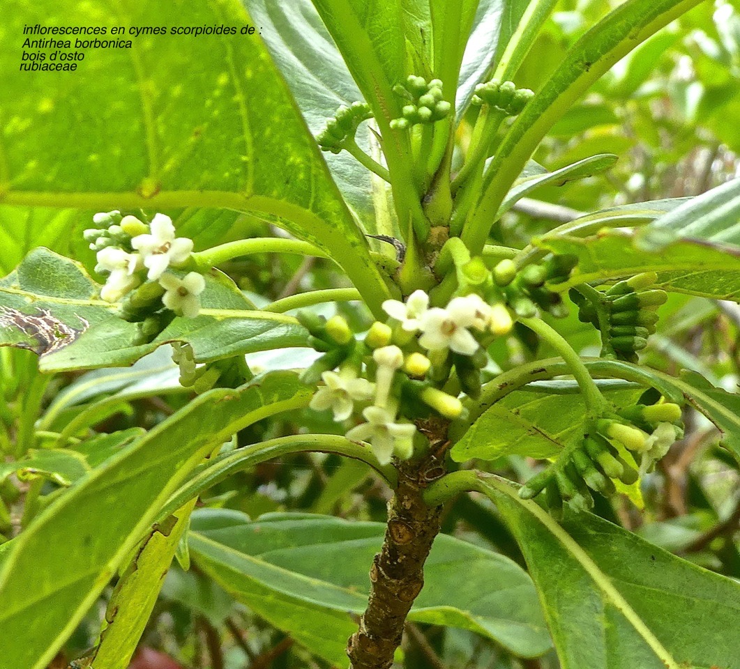 Antirhea borbonica.bois d'osto_rubiaceae. endémique Réunion MauriceP1680228