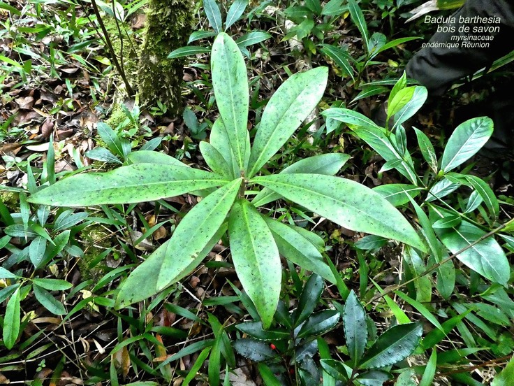 Badula barthesia . bois de savon . bois de pintade .myrsinaceae. endémique Réunion .P1680372