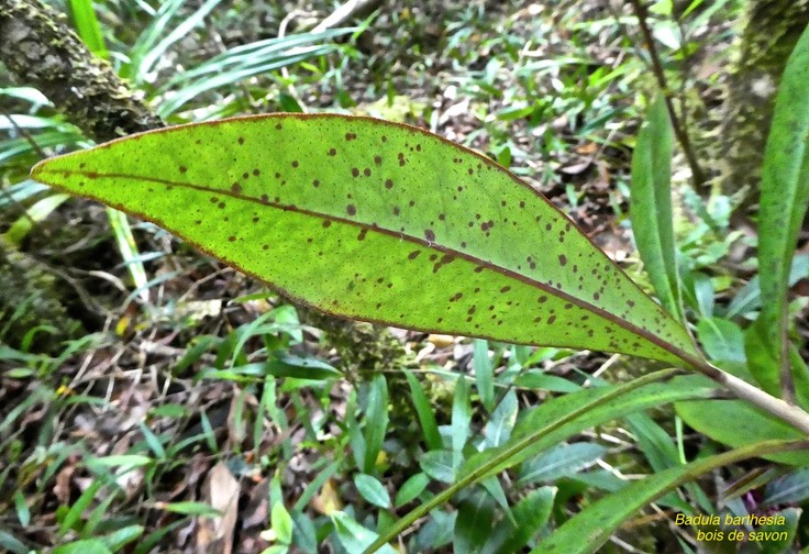 Badula barthesia .bois de savon . bois de pintade .myrsinaceae. endémique Réunion .P1680374