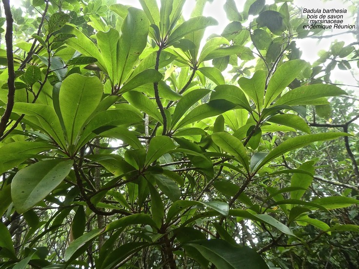 Badula barthesia .Bois de savon .myrsinaceae .endémique Réunion .P1680290
