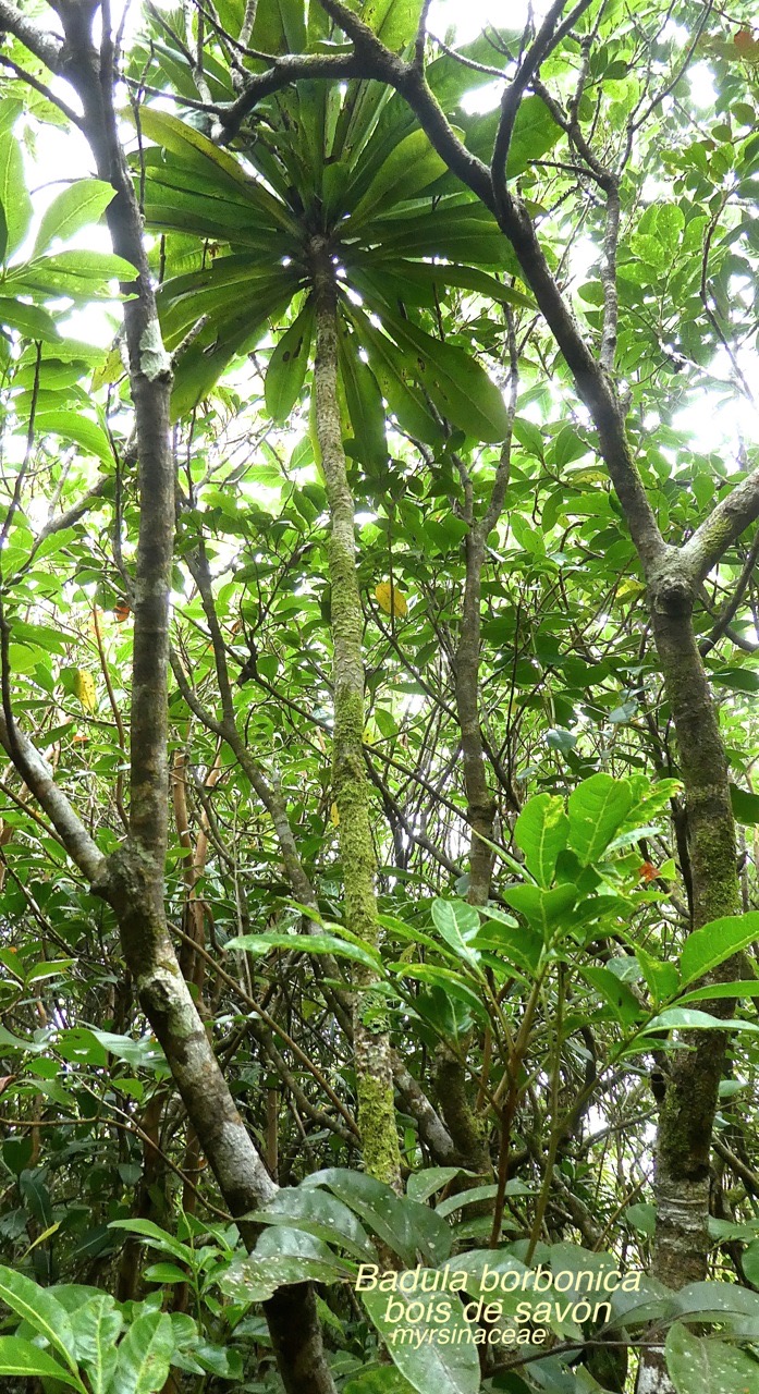 Badula borbonica .bois de savon;myrsinaceae.endémique Réunion P1680265