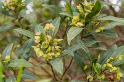 Bois d'arnette ou de reinette (Dodonaea viscosa)