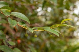 Bois de cafrine (Phyllanthus phillyreifolius)_1