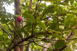 Bois de Pomme rouge (Syzygium cymosum)