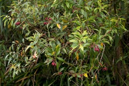 Bois de rempart (Agarista salicifolia)