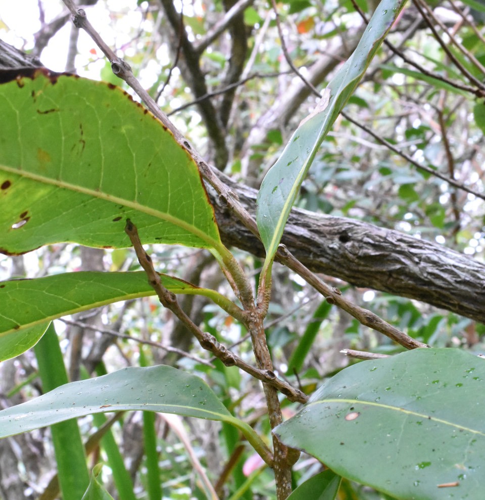 Chionanthus broomeana var. cyanocarpa - Bois de coeur bleu - OLEACEAE - Endémique Réunion