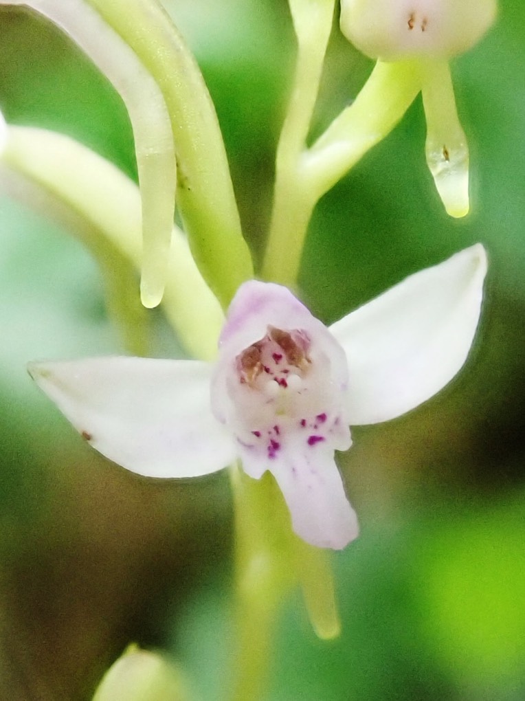 Cynorkis rosellata nectar dans les éperons