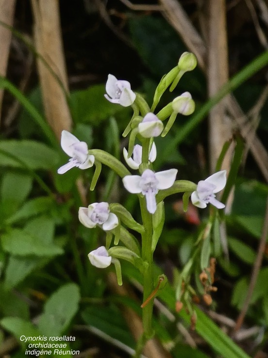 Cynorkis rosellata .orchidaceae.indigène Réunion .P1680199