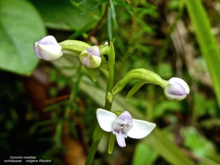 Cynorkis rosellata .orchidaceae . indigène Réunion.P1680193