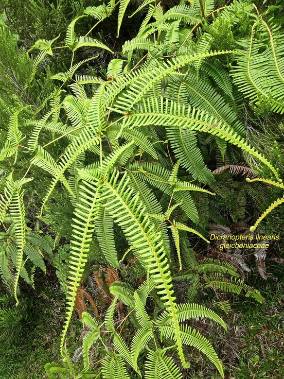 Dicranopteris linearis .gleicheniaceae.indigène Réunion P1680075