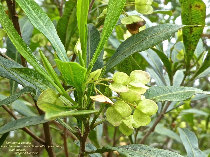 Dodonaea viscosa . bois de rainette . bois d'arnette.sapindaceae.indigène Réunion .P1680104