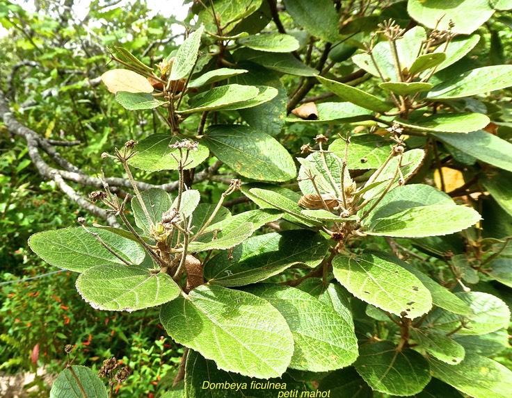 Dombeya ficulnea . petit Mahot .malvaceae.endémique Réunion.P1680118