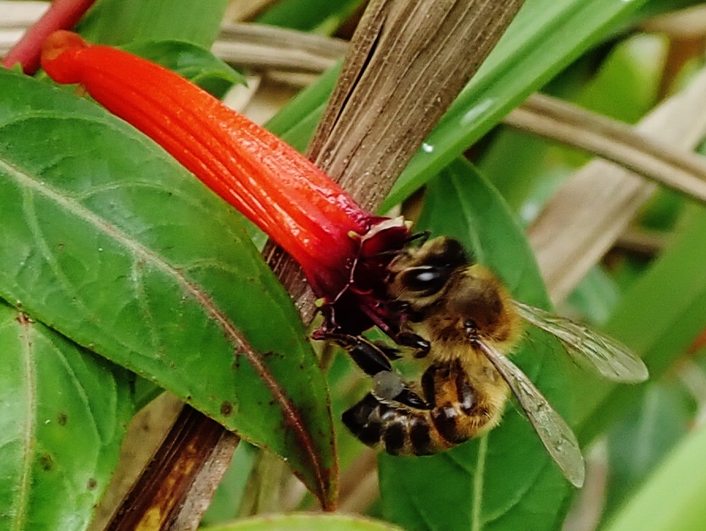 En récoltant le pollen l'abeille pollinise la fleur.