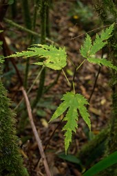Figuier ou Affouche blanc (Ficus l ateriflora) feuilles juvéniles