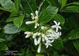 Gaertnera vaginata .losto café .rubiaceae.endémique RéunionP1680087