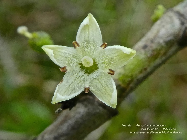 Geniostoma borbonicum. bois de piment .loganiaceae.endémique Réunion MauriceP1680089