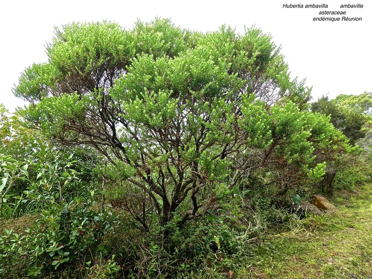 Hubertia ambavilla .ambaville .asteraceae. endémique Réunion.P1680130