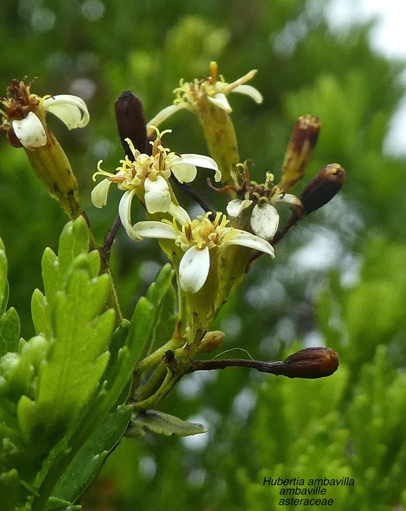 Hubertia ambavilla .ambaville.asteraceae . endémique Réunion.P1680137