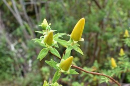 Hypericum lanceolatum - Fleur jaune - HYPERICACEAE - Indigène Réunion 